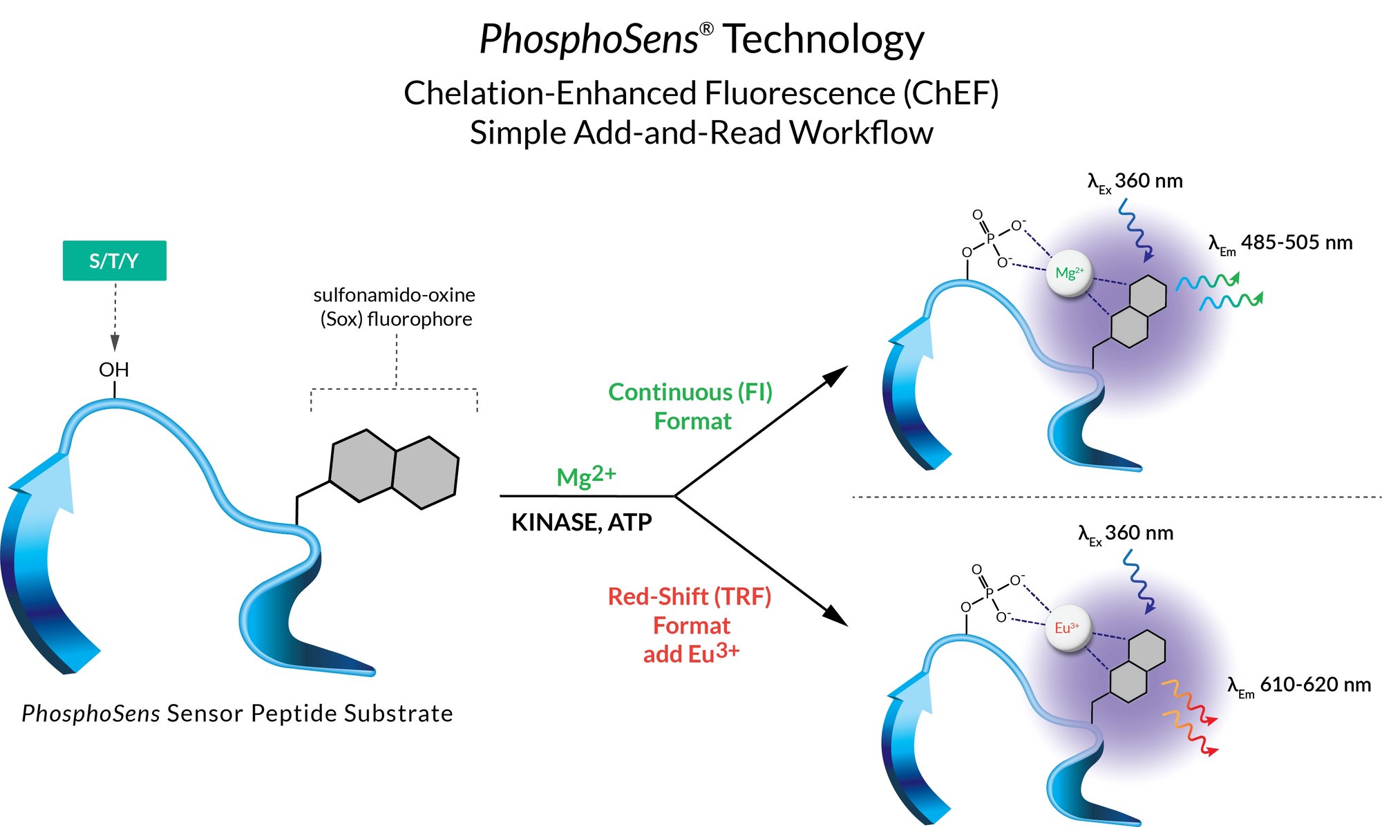phosphosens workflow