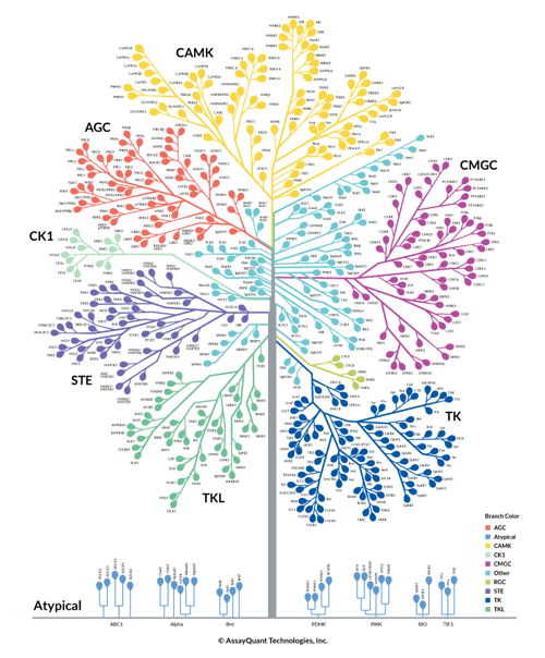 AssayQuant Kinome Tree Application Example