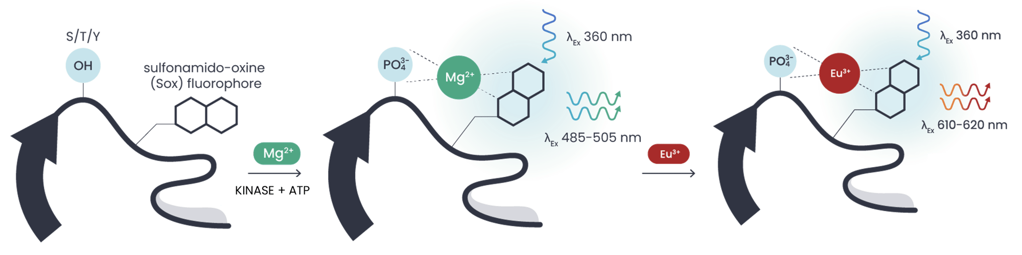 PhosphoSens Kinetic To Red_v2 PhosphoSens Kinetic To Red_v2