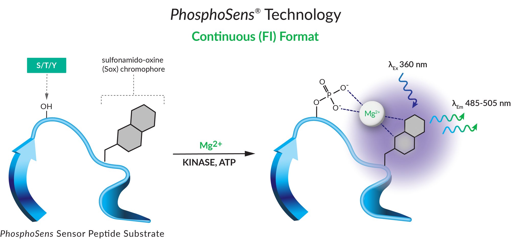 phosphosens continuous sensor peptide substrate