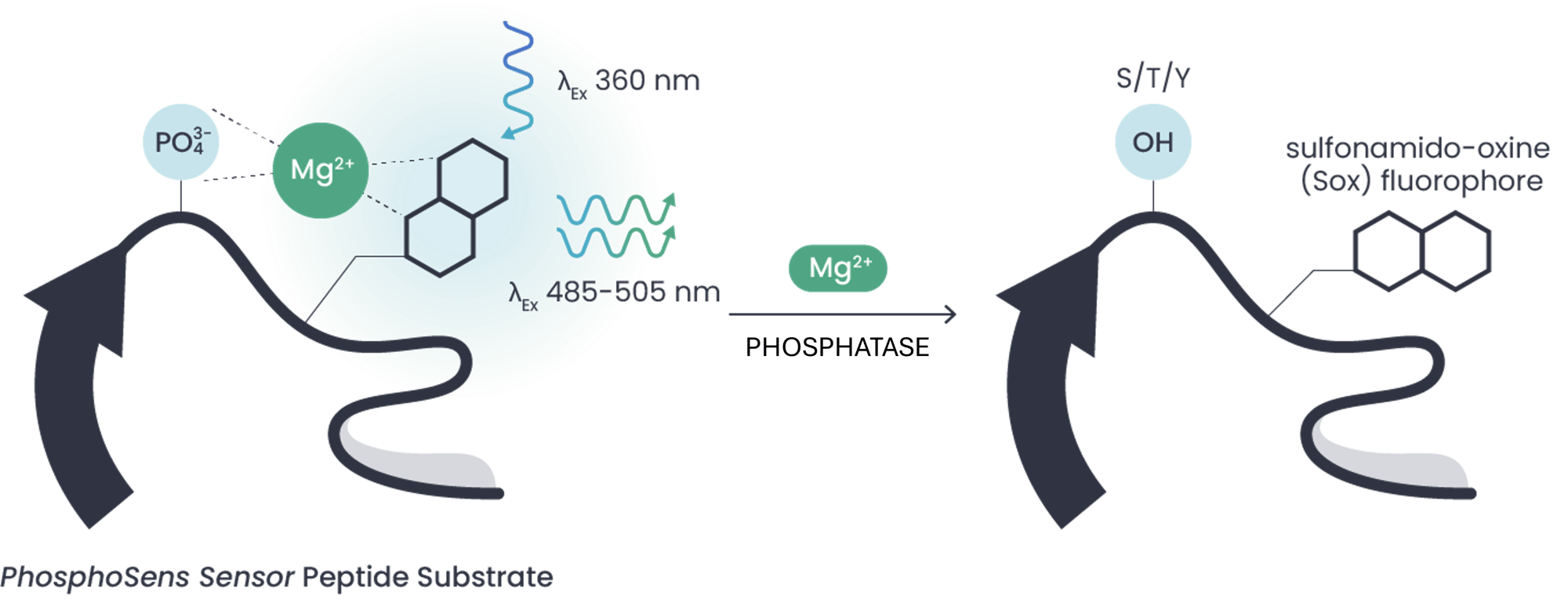 Temp Phosphatase Image Temp Phosphatase Image