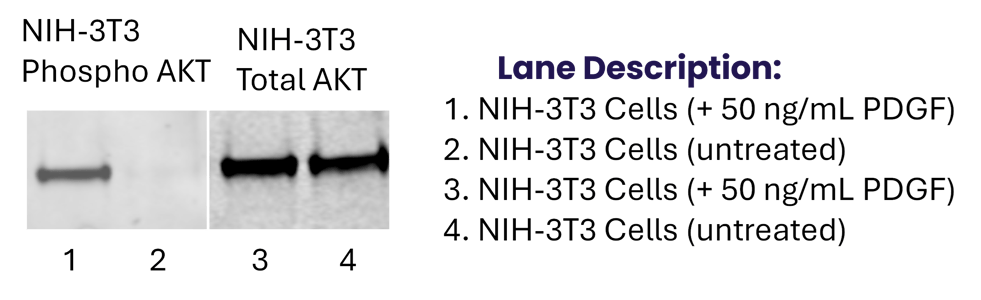 akt1.2.3 WB akt1.2.3 WB