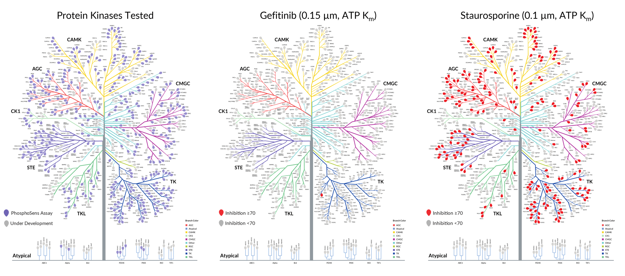 Kinase Profiling Using Kit Compound Testing Services | AssayQuant
