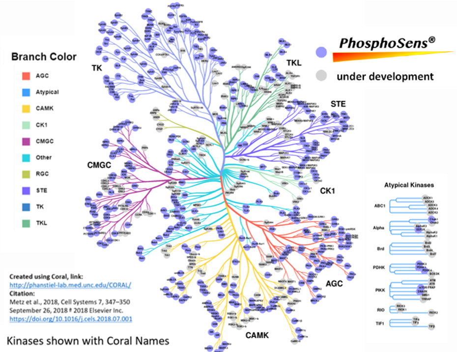 376 Wild-Type Kinases 376 Wild-Type Kinases