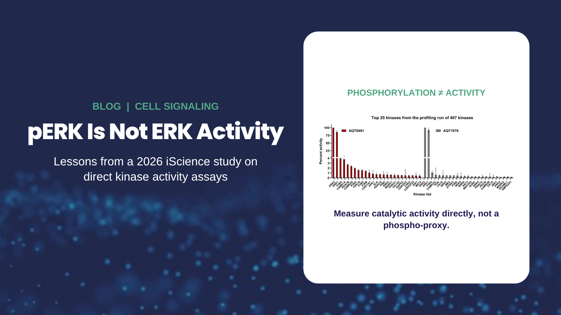 pERK is not ERK activity: measuring ERK catalytic activity directly with a kinase activity assay