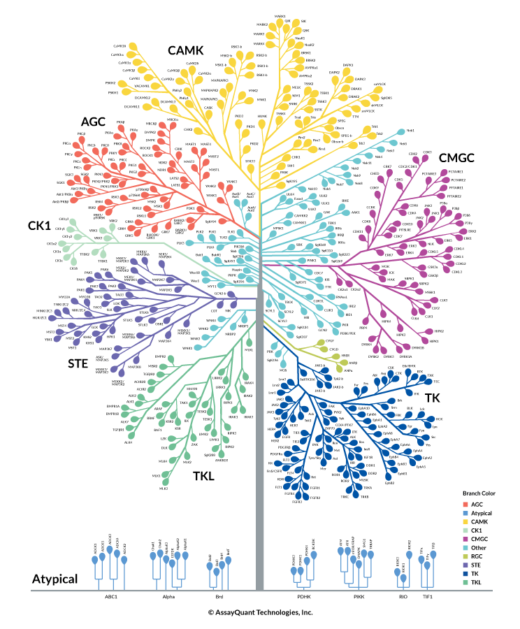 AssayQuant KinSight Kinome Profiling Tree