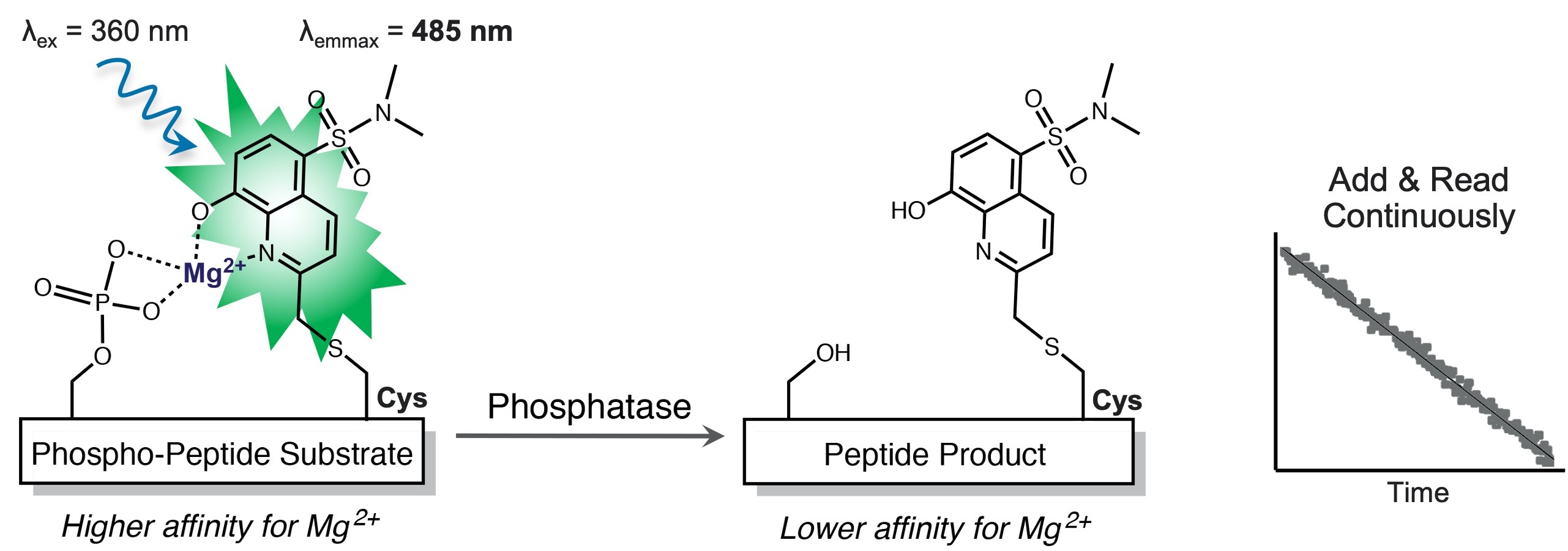 PhosphoSens phosphatase mechanism: pre-phosphorylated sensor peptide substrate, phosphatase-catalyzed dephosphorylation adjacent to the Sox tag, and the resulting real-time fluorescence decrease and kinetic progress curve