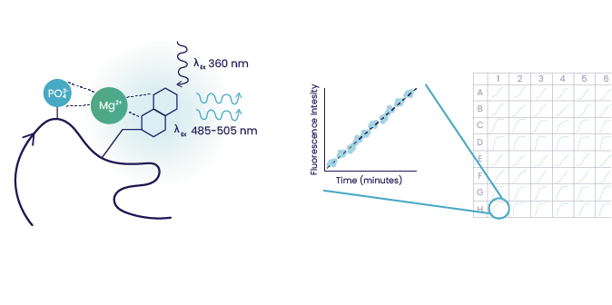 PhosphoSens Homepage