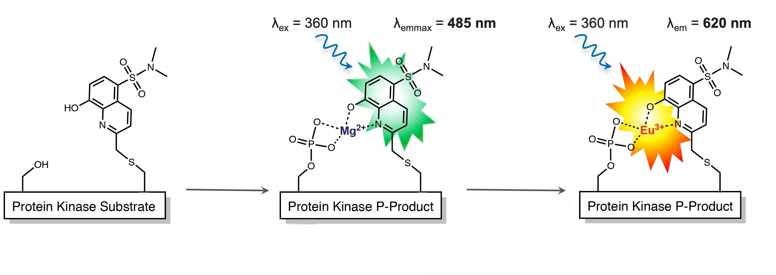 PhosphoSens Red Process-1