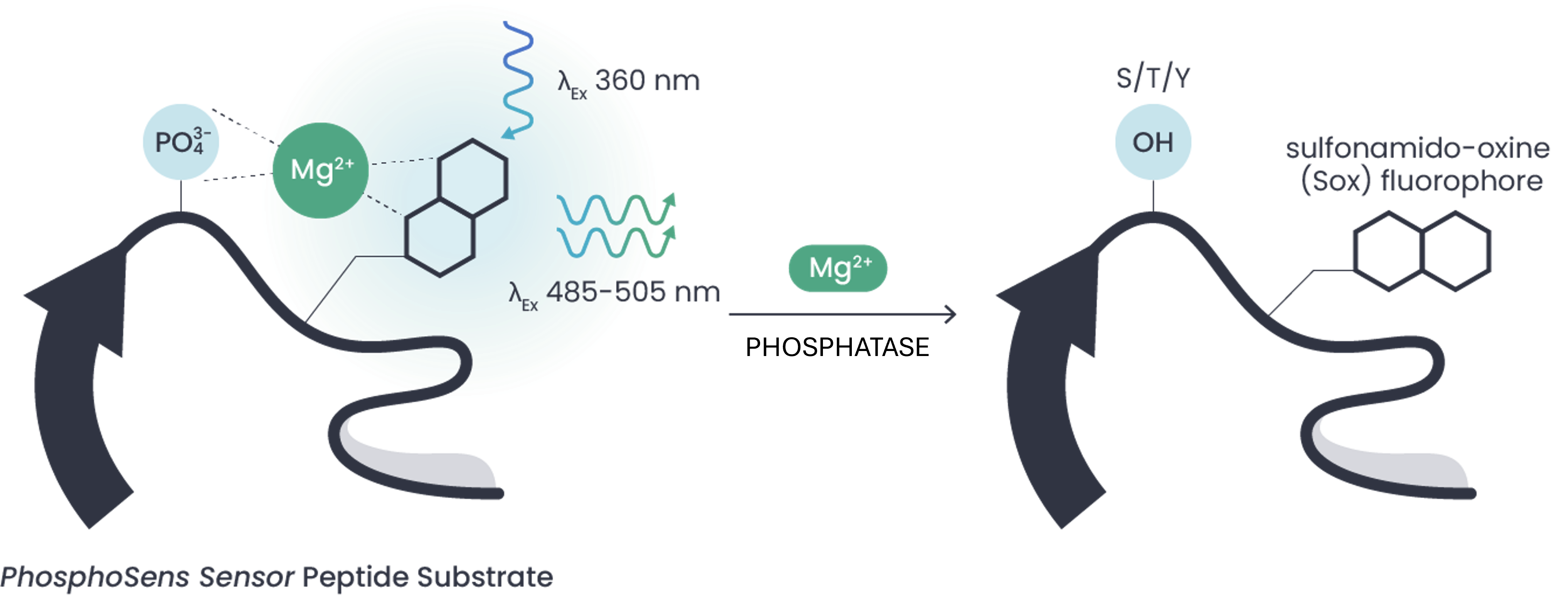 Temp Phosphatase Image