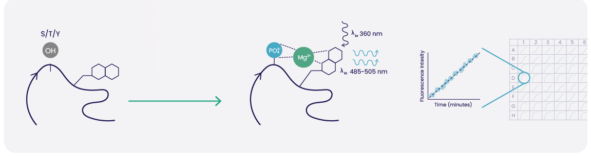 workflow-graphic-no-arrow